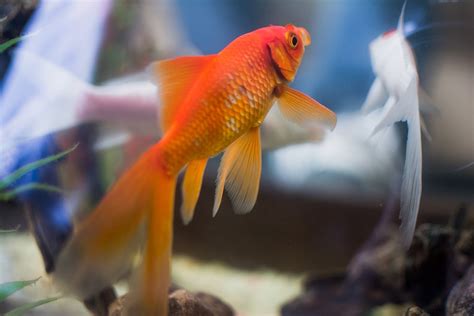 魚缸 位置|【風水特輯】想催財就在家裡「這邊」放魚缸！養魚風。